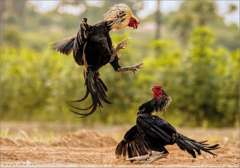 Ưu điểm nổi bật của nhà cái Daga99