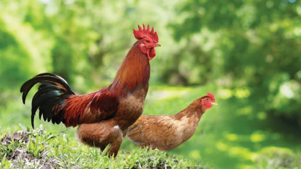 Điều trị bệnh hen ở gà bằng các bài thuốc dân gian 